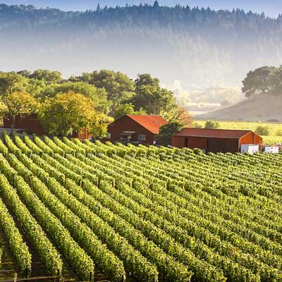 Napa Valley vineyards